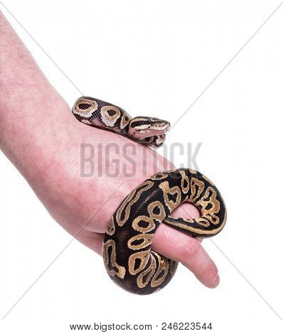 Python regius, against white background