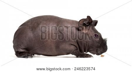 Skinny pig, Guinea pig against white background