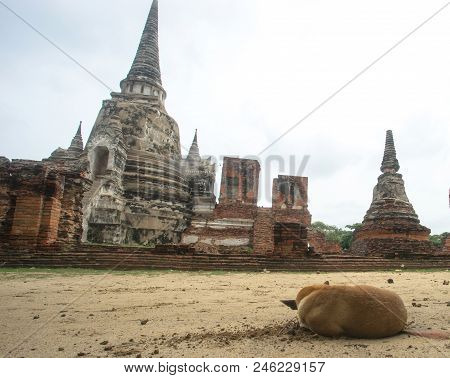 Dog Was Sleeping In The Temple, Ayutthaya Thailand