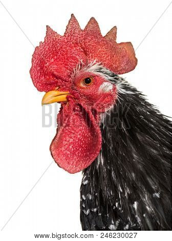 Japanese bantam or Chabo against white background