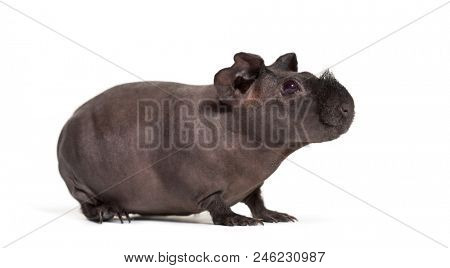 Skinny pig, Guinea pig against white background