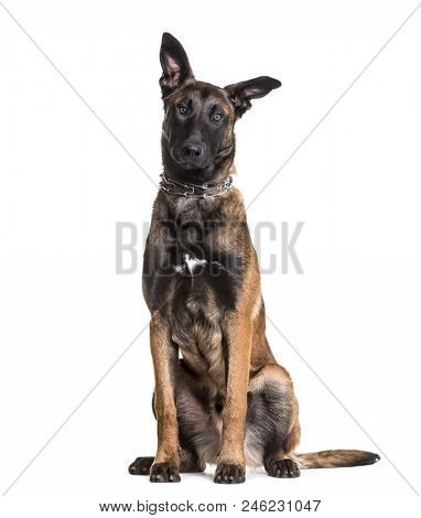 Malinois dog, 7 months old, sitting against white background