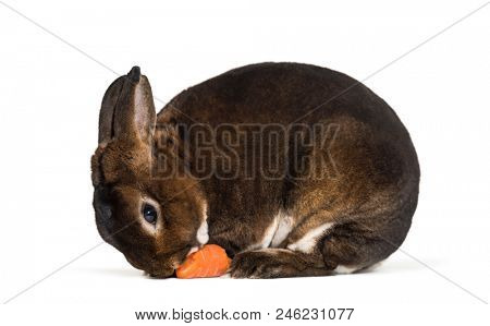 Rex Nain Castor, against white background