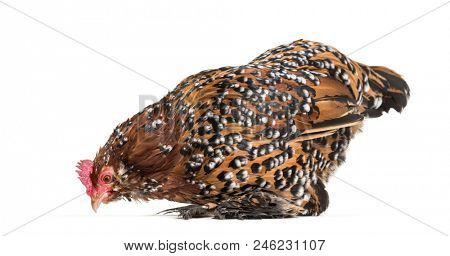 The Barbu d'Uccle or Belgian d'Uccle hen, standing against white background