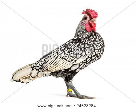 Sebright chicken, standing against white background