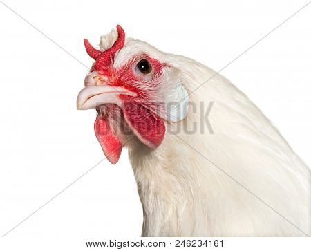 La Fleche chicken against white background