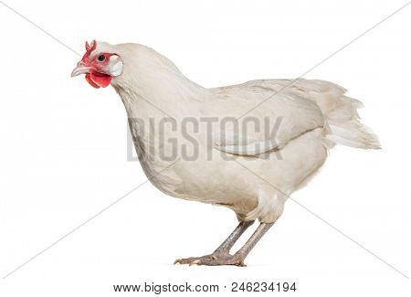 La Fleche chicken standing against white background