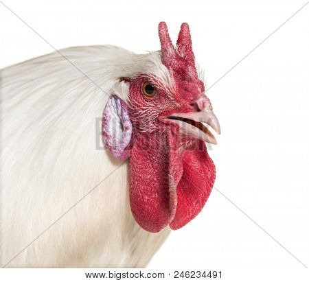 La Fleche chicken against white background