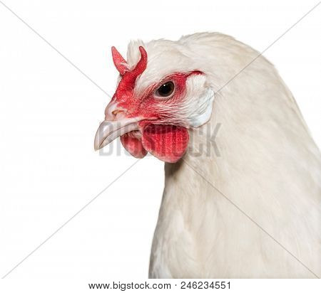La Fleche chicken against white background