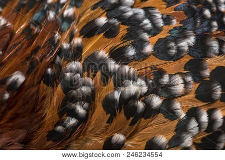 The Barbu d'Uccle or Belgian d'Uccle hen, close up against white background