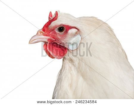La Fleche chicken against white background