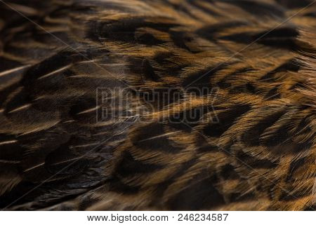 Barbu de Grubbe chicken against white background