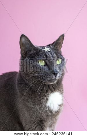 Portrait Of Gray Cat With Green Eyes And Star In Forehead On Pink Background. Funny Concept Of Super