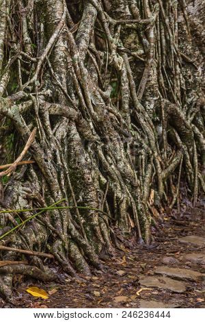 Living roots bridge near Nongriat village, Cherrapunjee, Meghalaya, India. This bridge is formed by training tree roots over years to knit together.