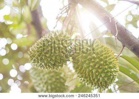 Close up fresh tropical fruit musang king durian on tree in orchard.