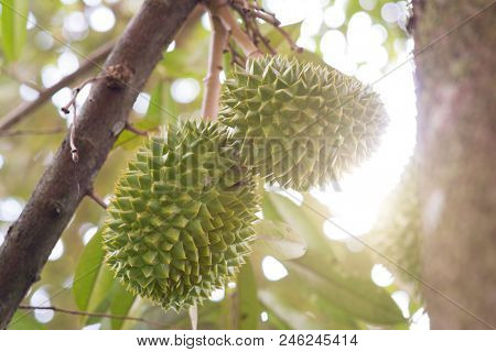 Close up fresh musang king durian on tree in orchard, tropical fruit.