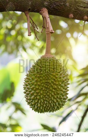 Fresh tropical fruit musang king durian on tree in orchard.