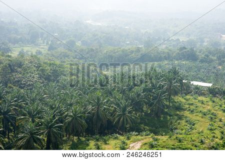 Aerial view of palm oil plantation in Asia. Agricultural background.