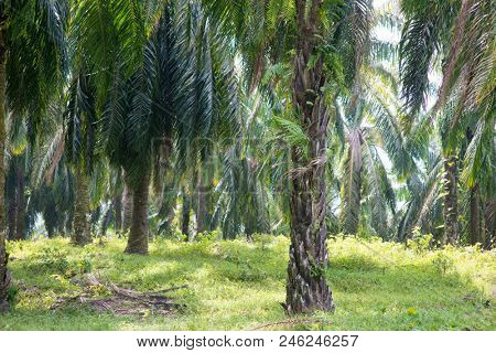 Palm oil plantation at south east Asia.