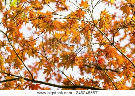 Red Maple Leaves On Tree In The Garden
