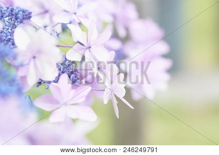 Closeup Of Green Hydrangea (hydrangea Macrophylla) Are Blooming In Spring And Summer At A Town Garde