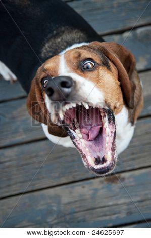 Cane feroce