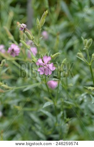 Tufted Soapwort Pink Flower - Latin Name - Saponaria Caespitosa