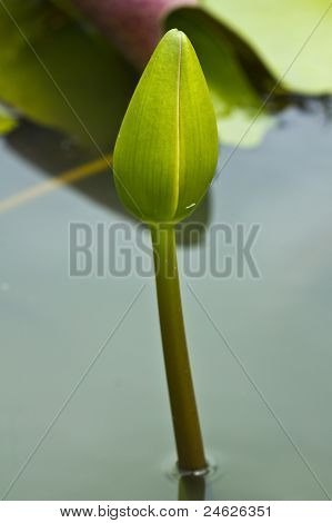 Grøn lotusblomst