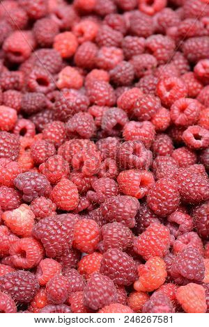 Lots Of Freshly Picked Ripe Red Rasperries