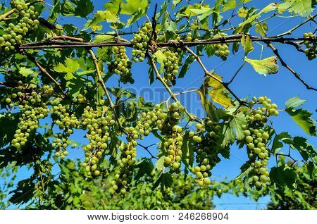Photo Picture Of Acinus Unripe Grape Fresh Green Bunches