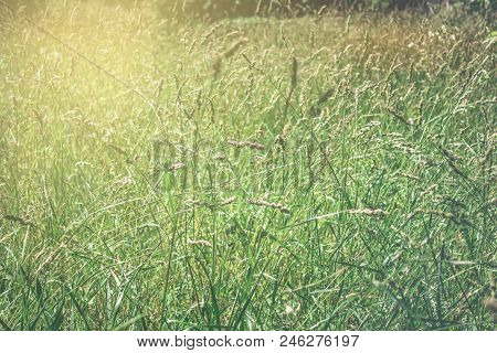 Grass On The Field During Sunrise. Agricultural Landscape In The Summer Time