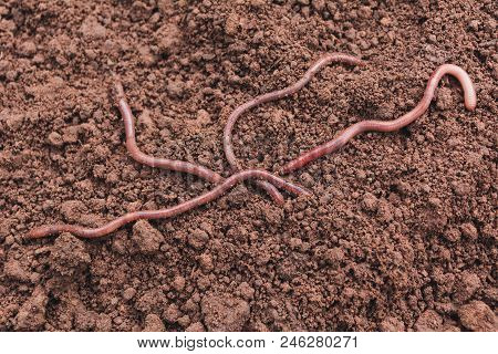 Close Up Of Earth Worms In Healthy Earth.