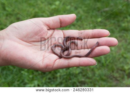 Close Up Of Earth Worms In Healthy Earth.