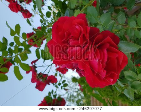 Two Scarlet Roses On A Bush In The Day, Close-up