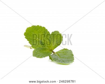 Four Leaves Of Fresh Mint Are Lying On The White Background.