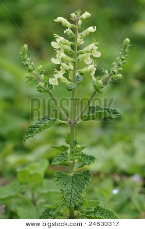 Wood Sage