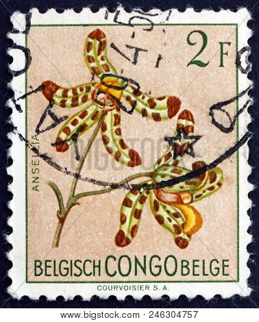 Belgian Congo - Circa 1952: A Stamp Printed In Belgian Congo Shows Leopard Orchid, Ansellia Africana