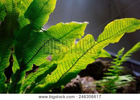 Freshness Lush Green Tropic Fern Leaves With Backlit