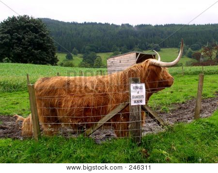 Highland kráva rohy