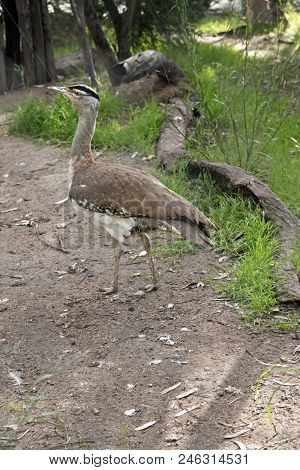 This Is A Side View Of An Australian Bustard