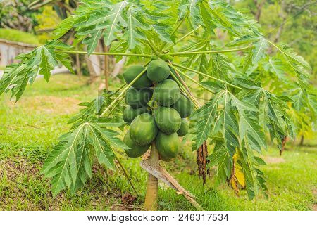 Green Papaya Fruits Growing On Papaya Tree.