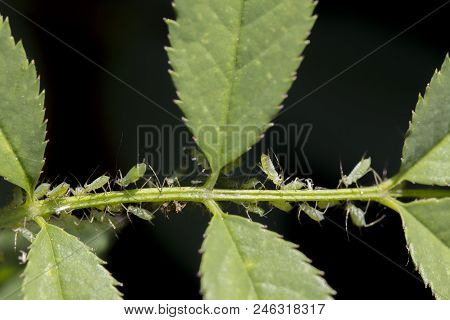 Small Aphid On A Green Leaf In The Open Air