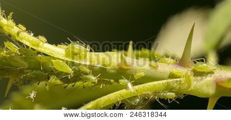 Small Aphid On A Green Leaf In The Open Air