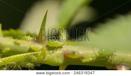 Small Aphid On A Green Leaf In The Open Air