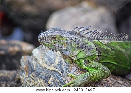 Wild Iguana Resting At Dusk On Rocks In Marina Vallarta  In Puerto Vallarta Mexico. Ctenosaura Pecti