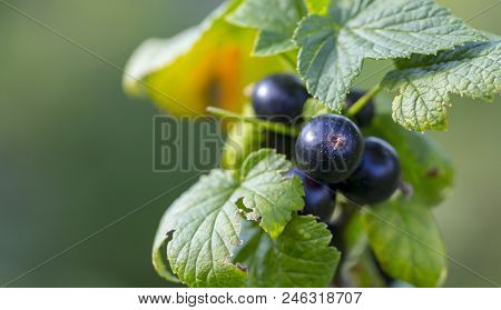 Black Currant Branch With Water Drops After Rain