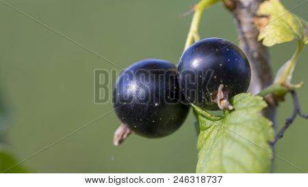 Black Currant Branch With Water Drops After Rain