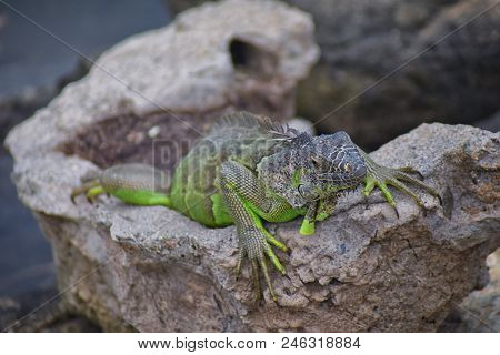 Wild Iguana Resting At Dusk On Rocks In Marina Vallarta  In Puerto Vallarta Mexico. Ctenosaura Pecti