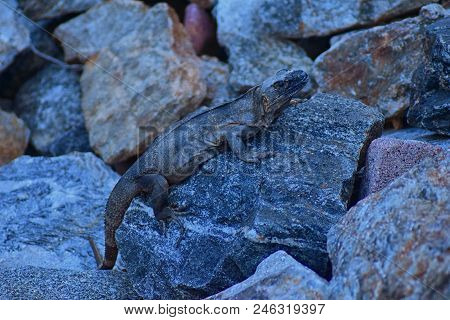 Wild Iguana Resting At Dusk On Rocks In Marina Vallarta  In Puerto Vallarta Mexico. Ctenosaura Pecti