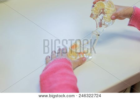 Teeth Model Was Used To Demonstrate How Kids Should Brush Their Teeth For Good Healthcare By Using T